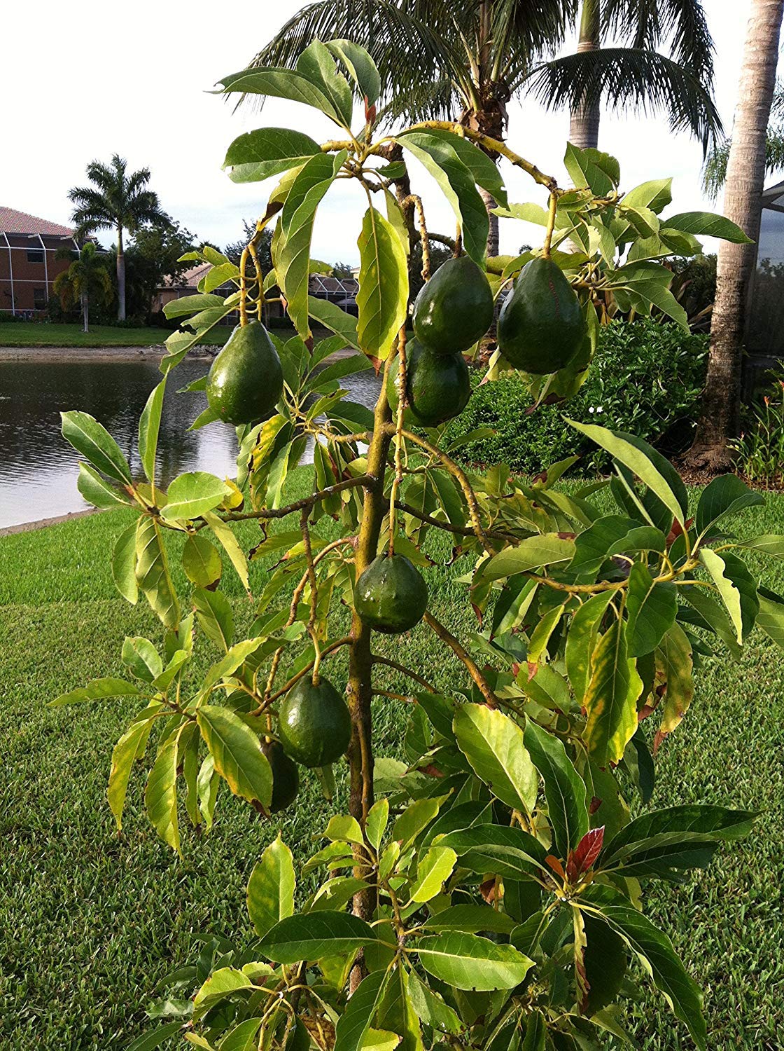 Hybrid Avocado Plants